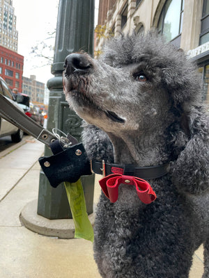 Pingree Pet Tie