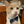 Pingree Pet Tie