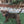 Pingree Pet Tie