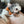 Pingree Pet Tie